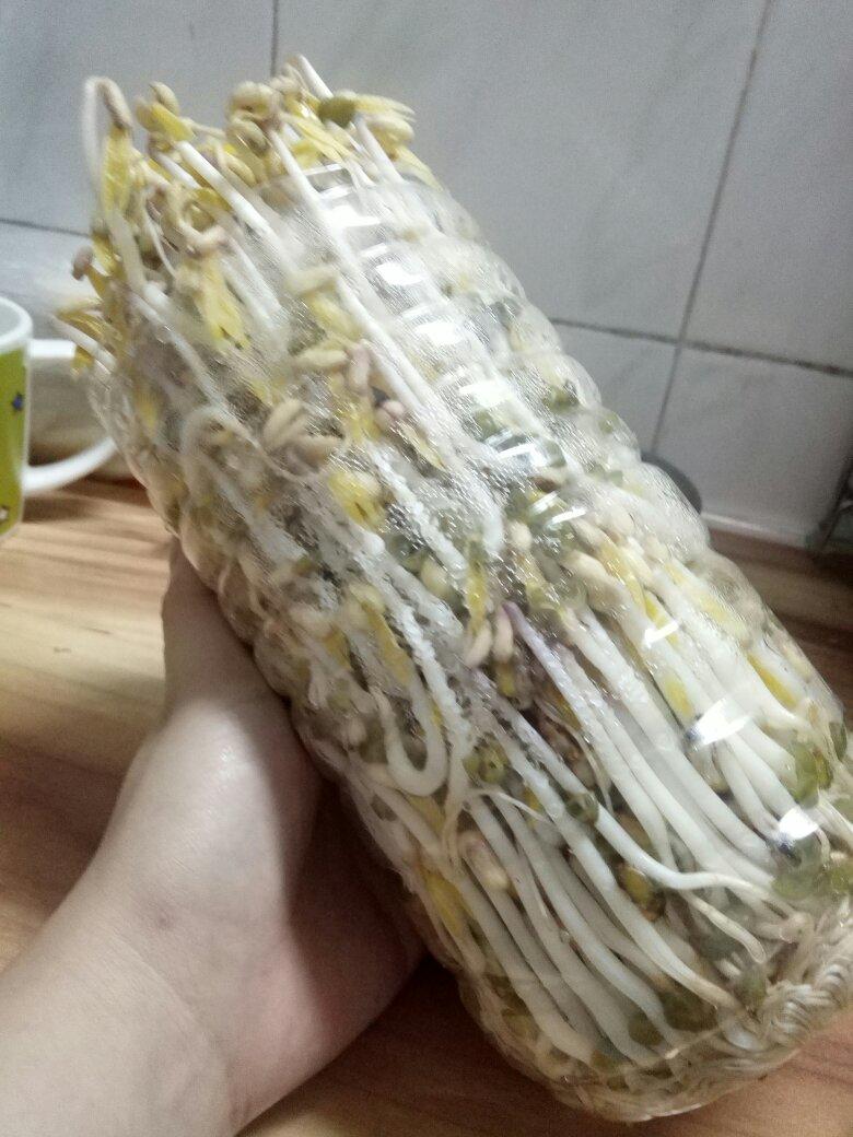 自发豆芽（可乐瓶发豆芽0失败！）