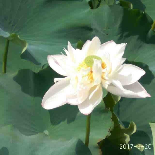 守护着你吴