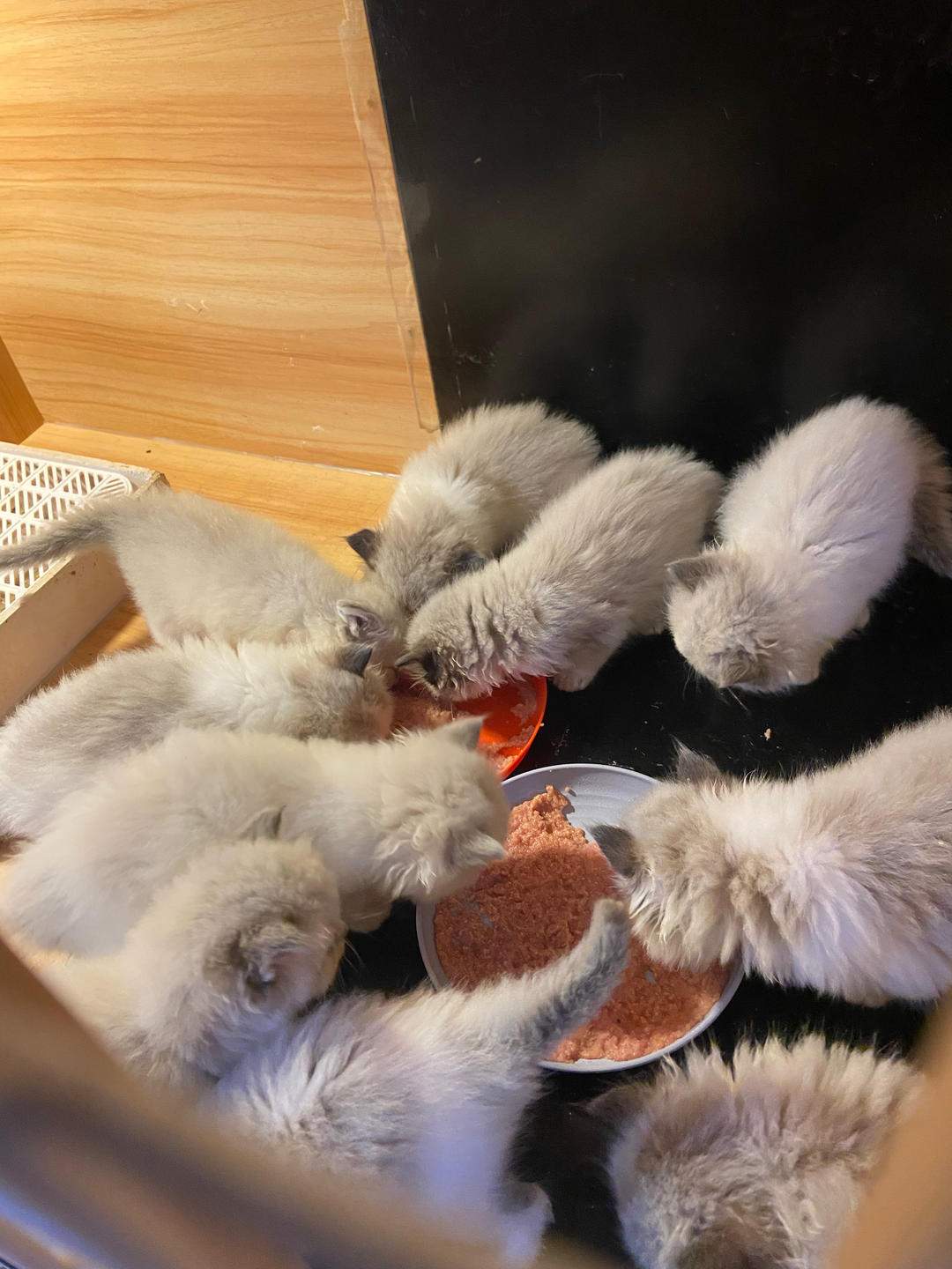 家庭自制猫主子生骨肉