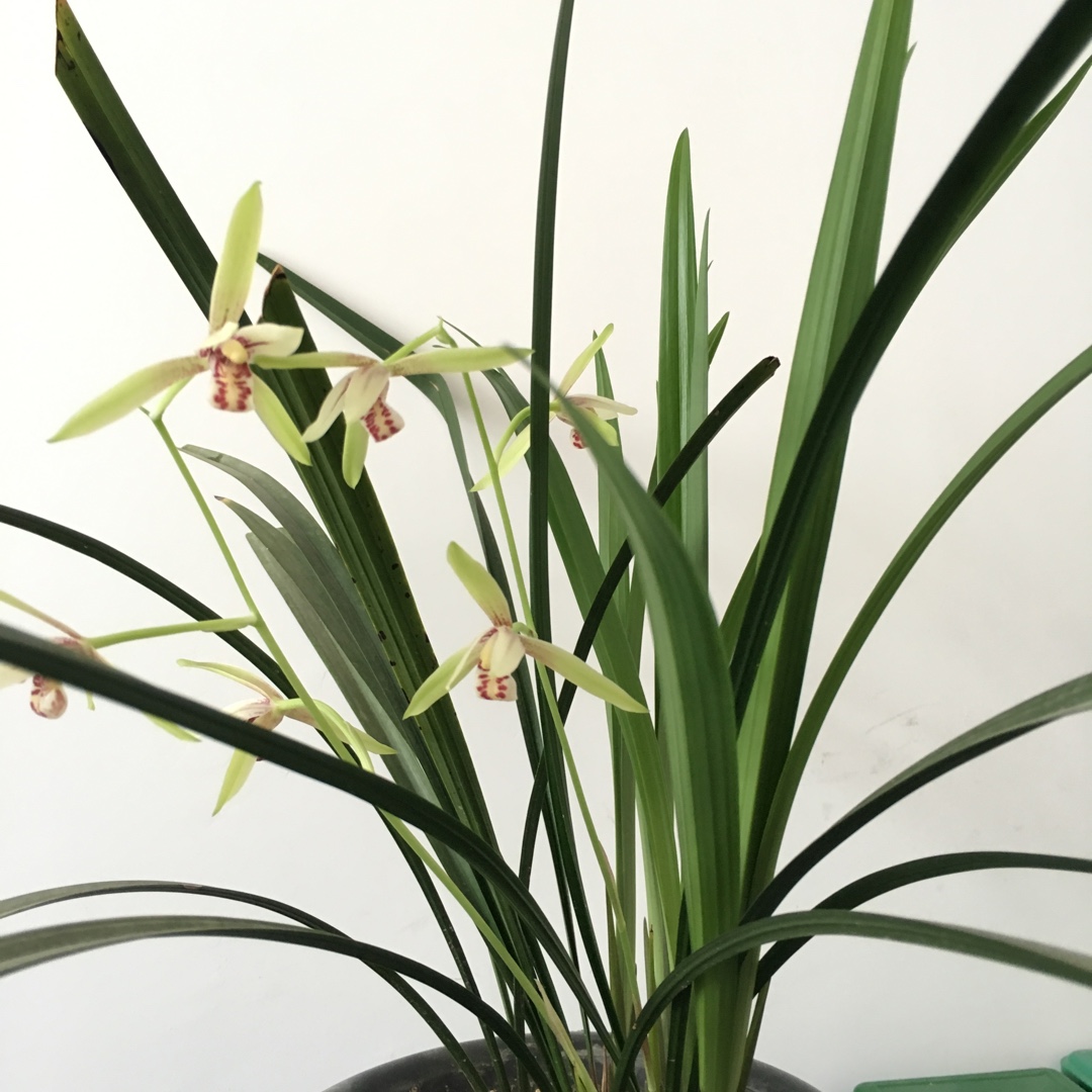 兰花干