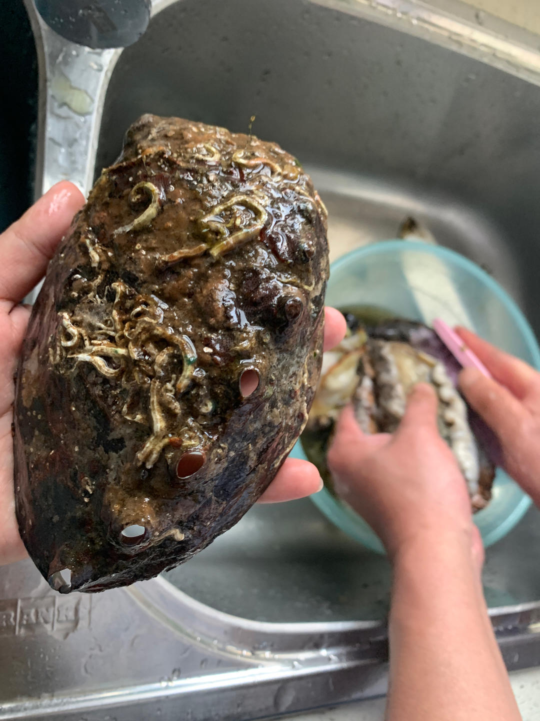 葱油纸片鲍鱼！有手就会做！网络热门美食鉴定