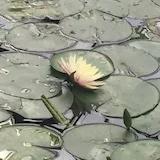 芳_vta3