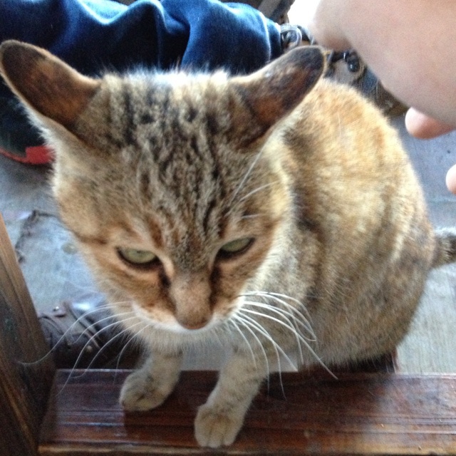 爱偷吃的馋嘴猫