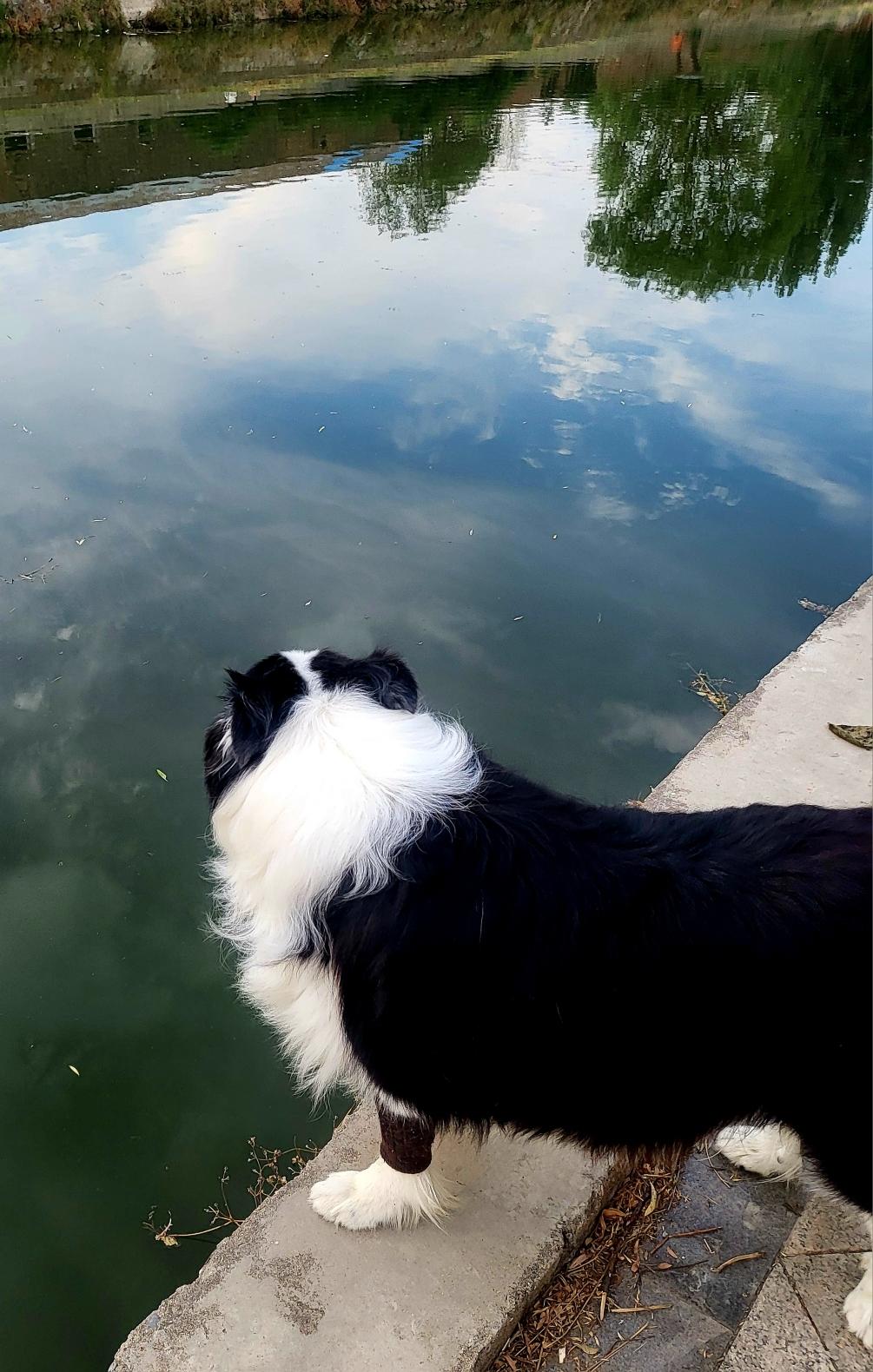 春水朝云