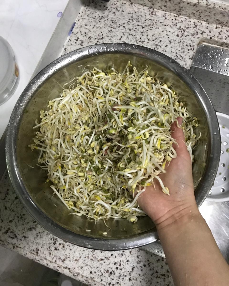 自发豆芽（可乐瓶发豆芽0失败！）