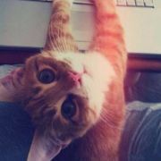 心宽体肥沈小姐