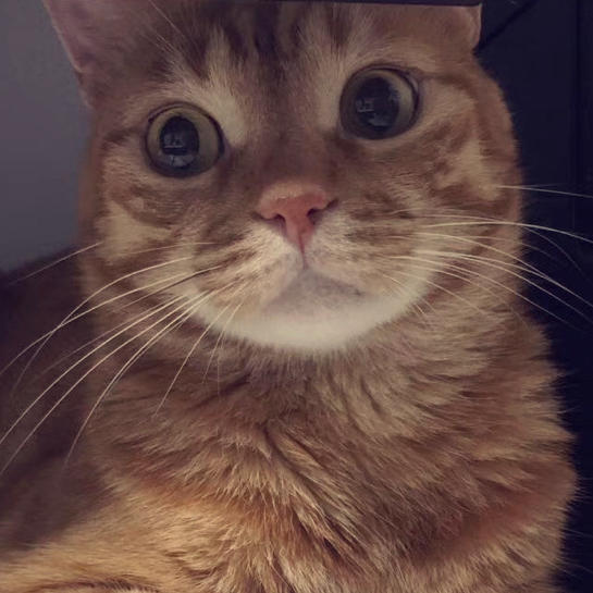 Chung_Sa愛豆肥丁