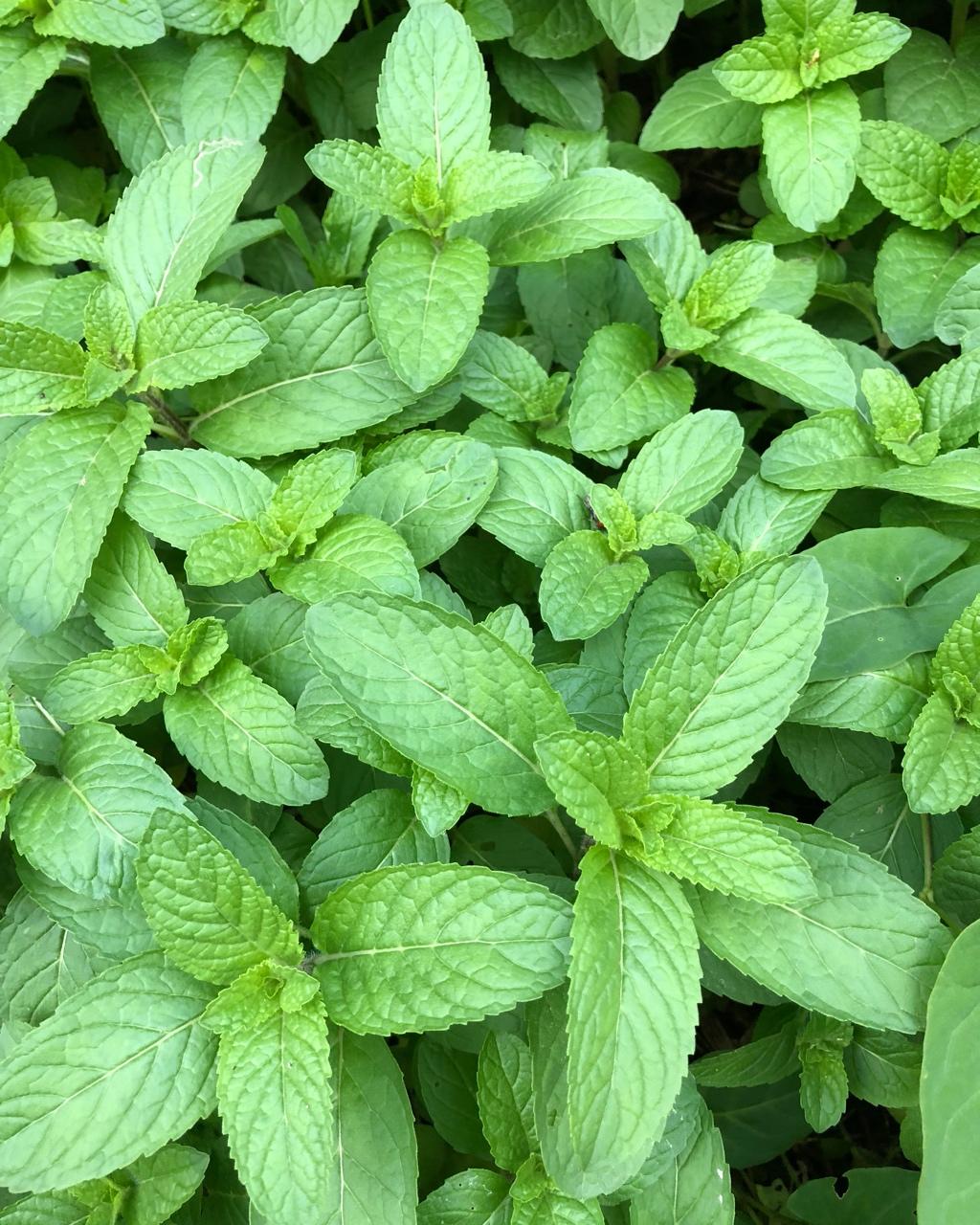 如何把你的薄荷养到爆盆 无意中在乡下发现的,请问这是什么品种的薄荷