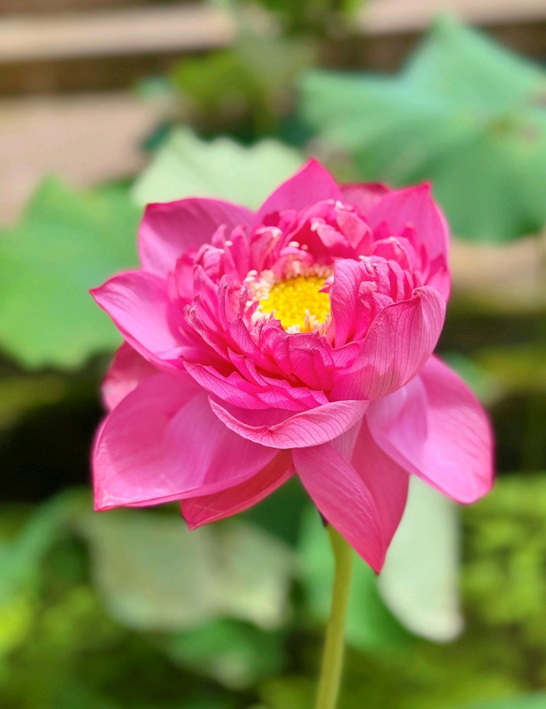 施施1981