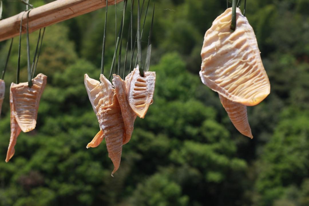 杂食