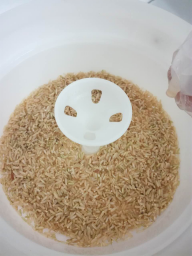 糙米发芽的做法 步骤7