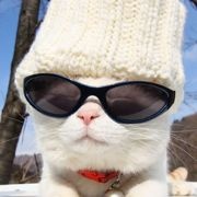 Always家猫