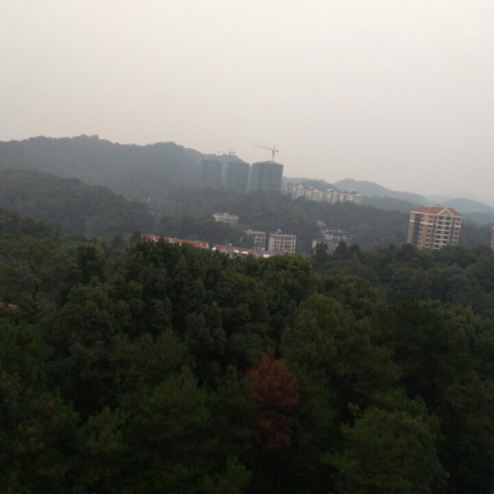 办公室的鱼