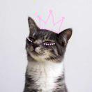 一粒奔跑的猫球