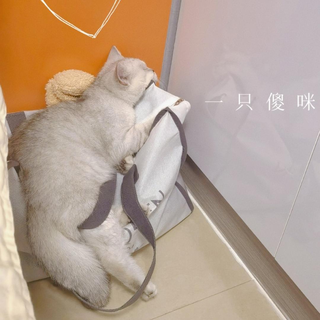 小傻子咪啊