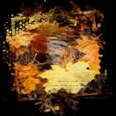 弯弯的月亮升起来