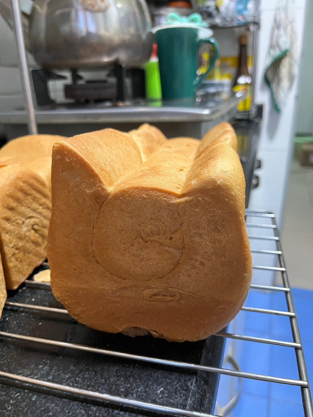 🐈风和日丽🐱可爱猫咪吐司