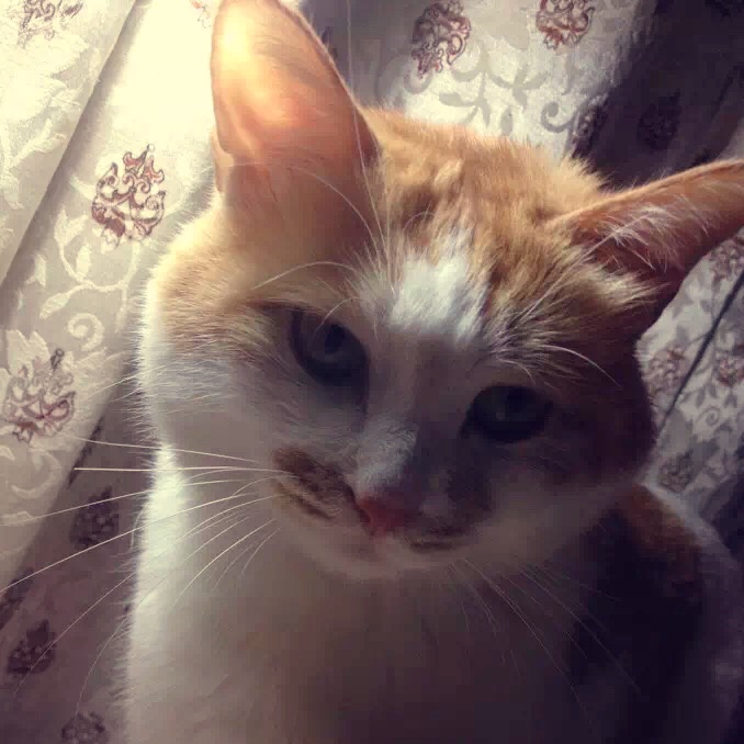 猫猫和桃桃