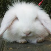 馄饨已经在发福