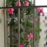 雨林妈