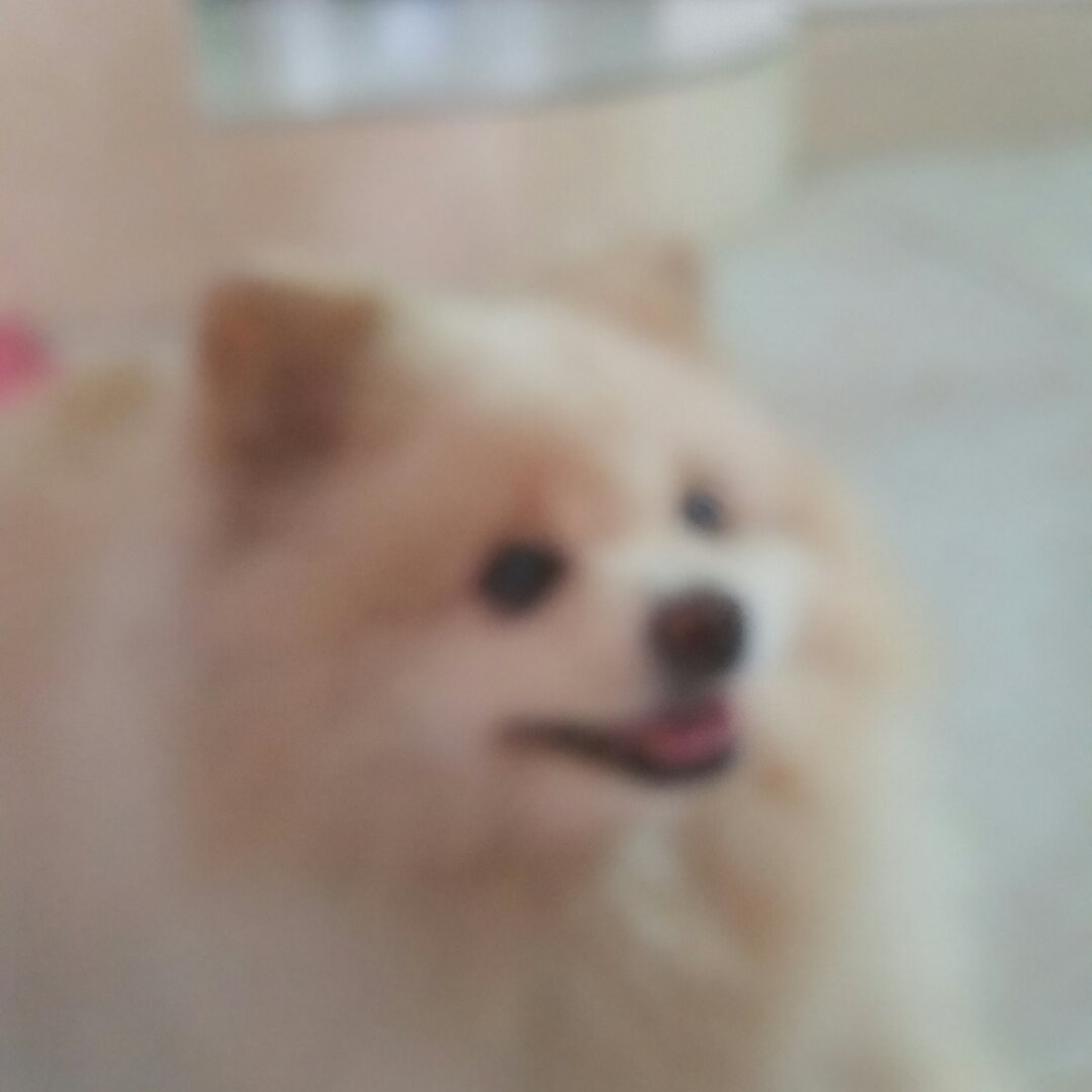 两只小怪兽呢