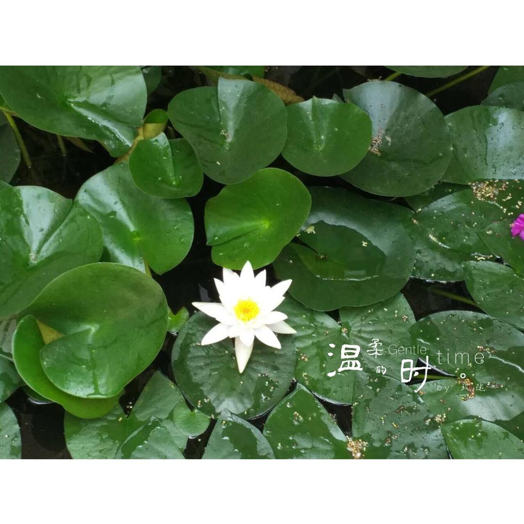 感受鲜花之美