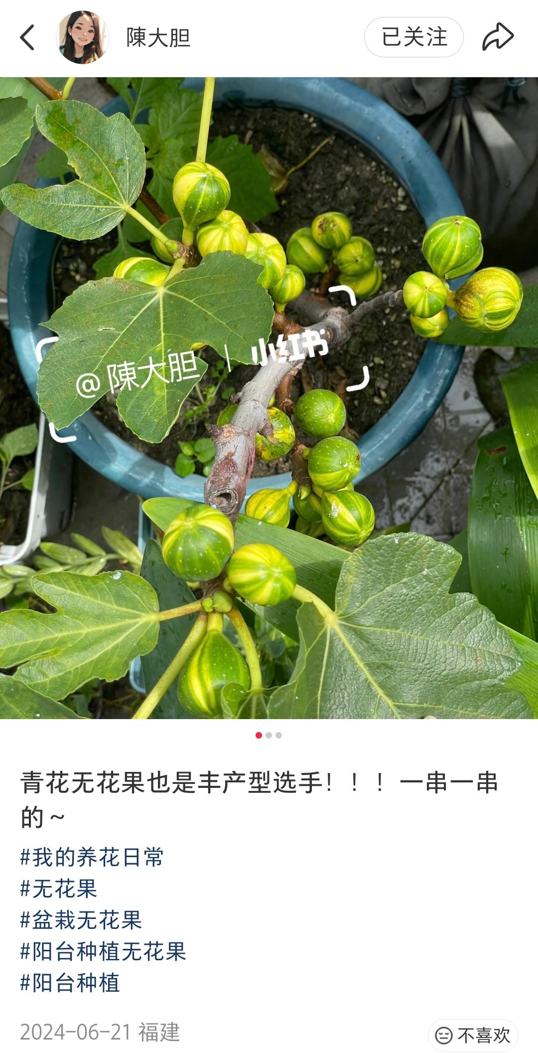 179 青花，花皮品种。果皮黄绿相间果肉红色或琥珀色