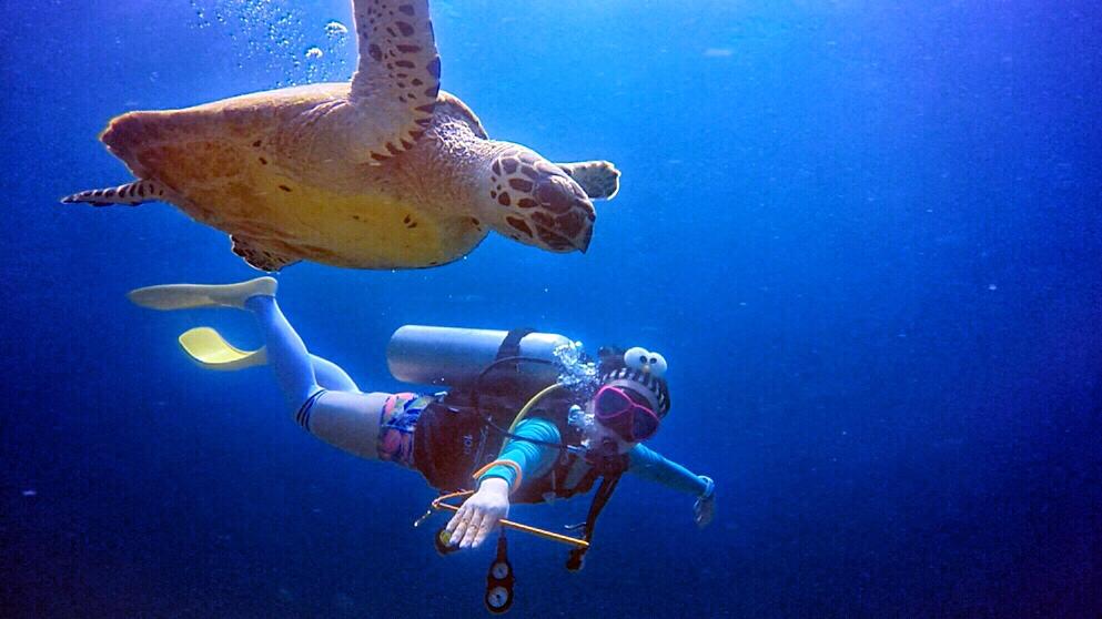 拥有小翘臀的柴犬糯米团子