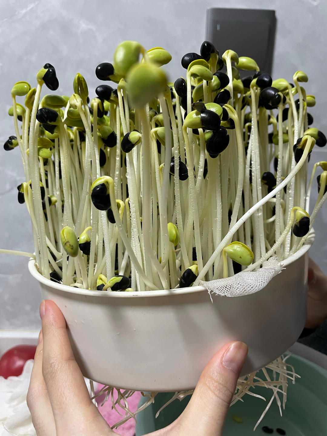 绿豆芽炒韭菜