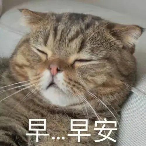 意外好吃的蔬菜煎蛋