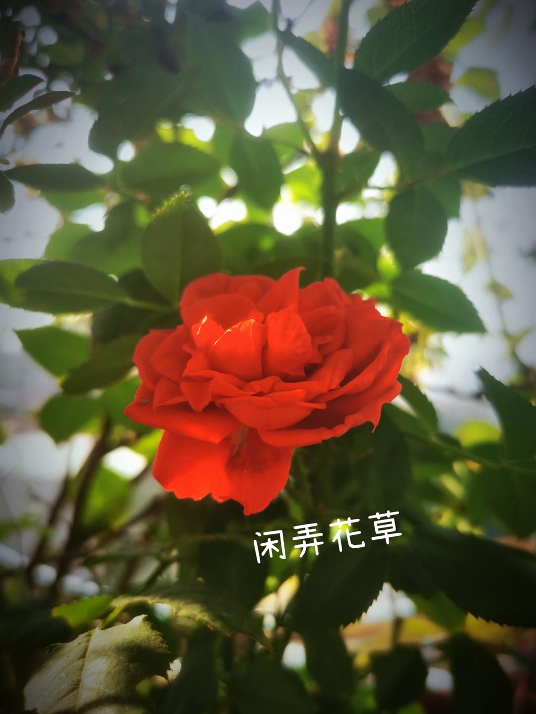 可常温保存一年的酸甜草莓酱
