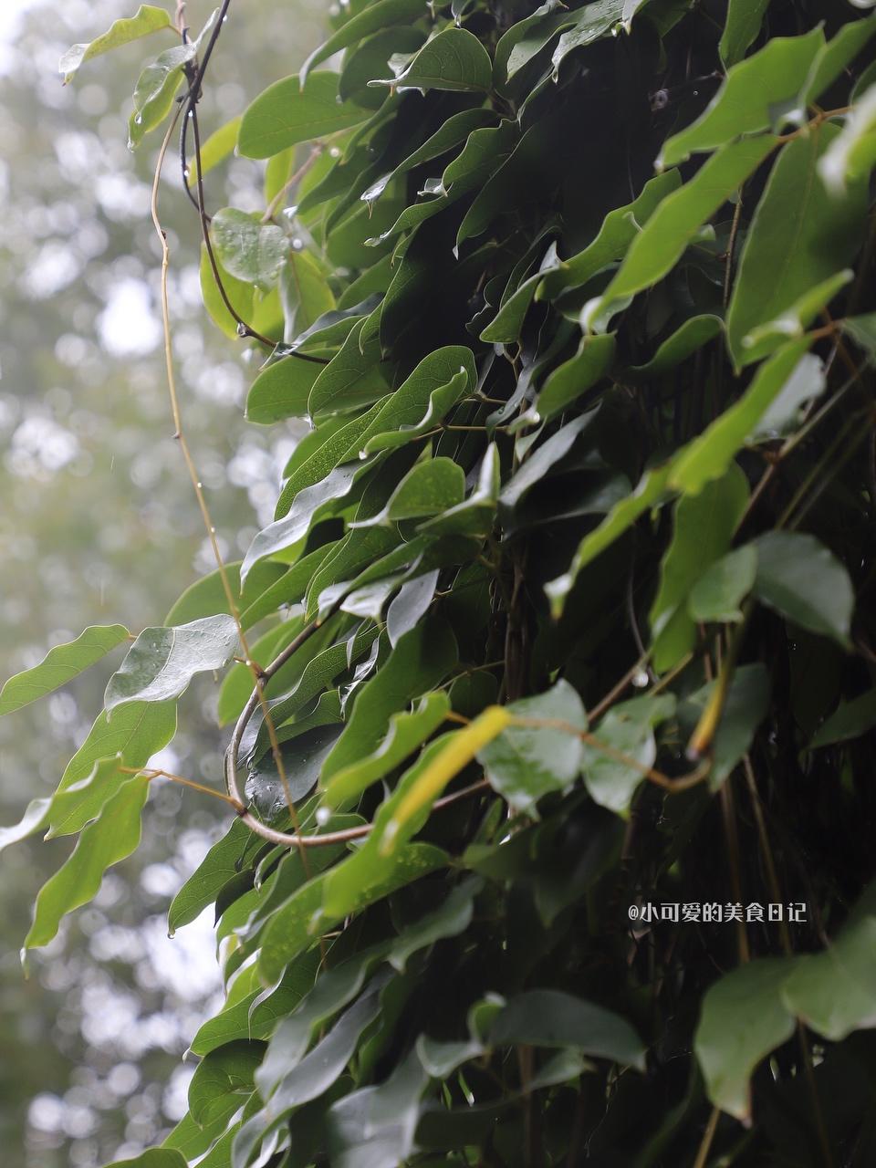 美食日记|中国24节气之【雨水】春雨·时令菜的做法 步骤1