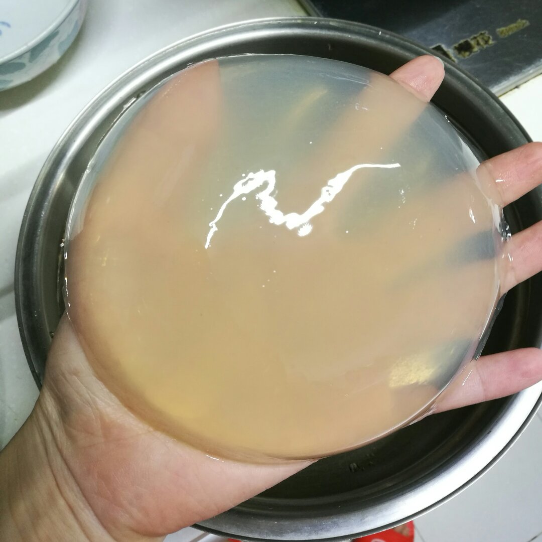 九毛膏(学名海石花）