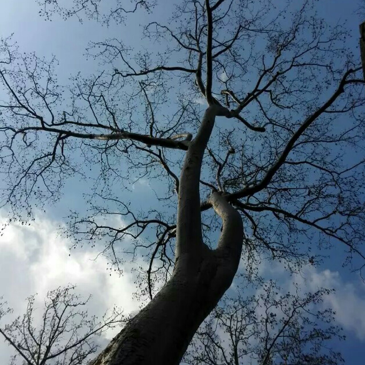 鱼鱼cy