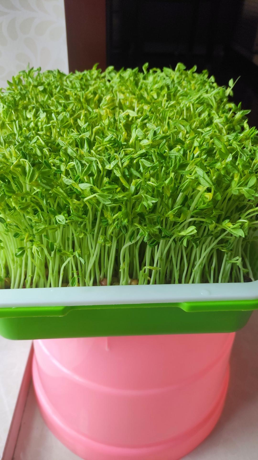 自己在家发豆芽