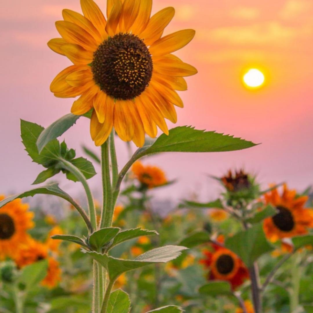 内心向阳的粥一勺
