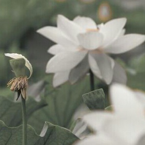 花闻雨