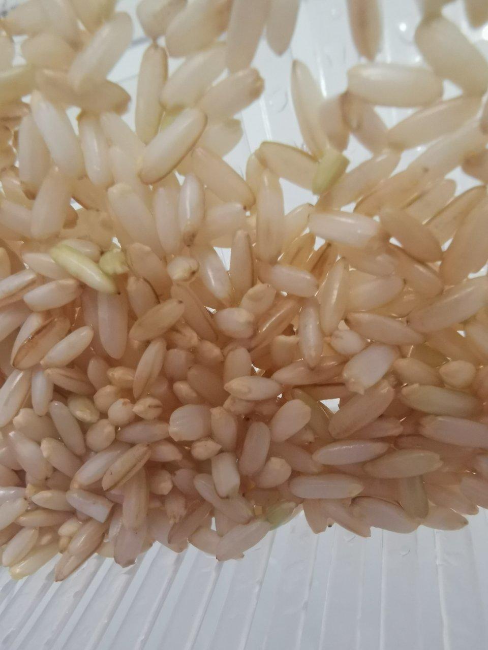 发芽糙米饭丨健康·三餐