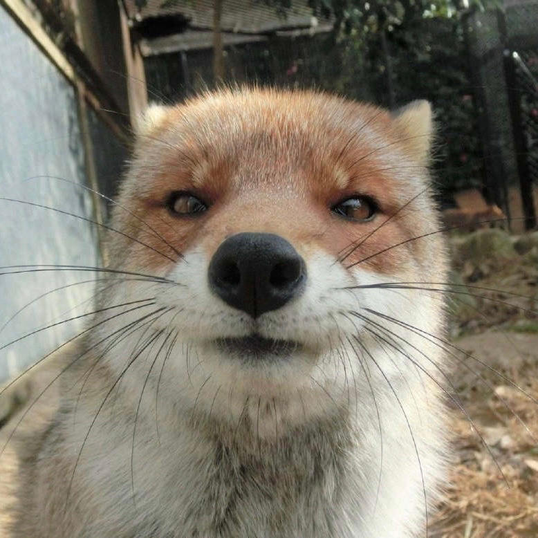 脸圆的小胡很爱吃