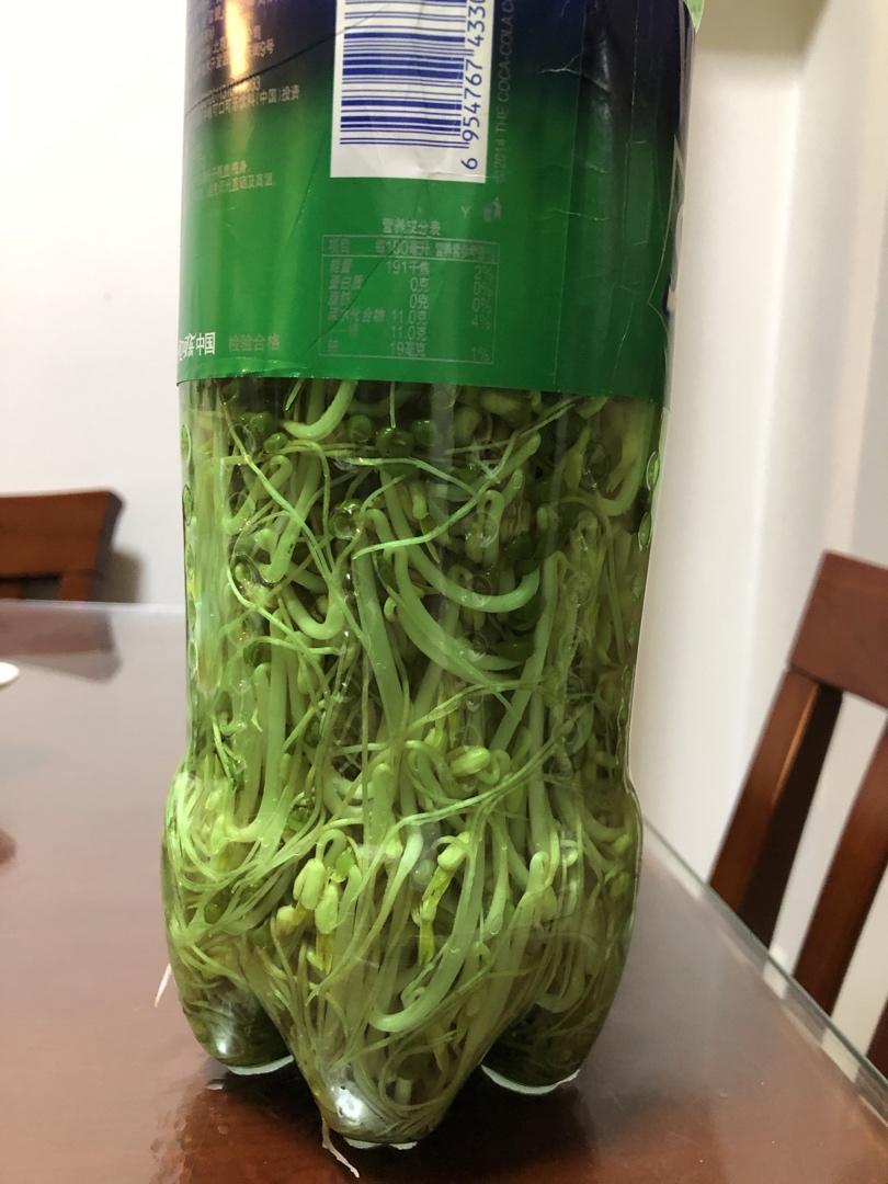 自发豆芽（可乐瓶发豆芽0失败！）