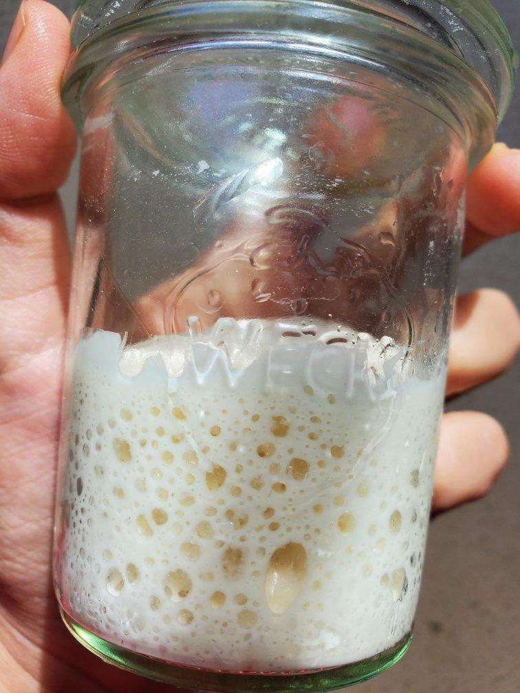天然酵种培养记（小白记录用）（or鲁邦种）