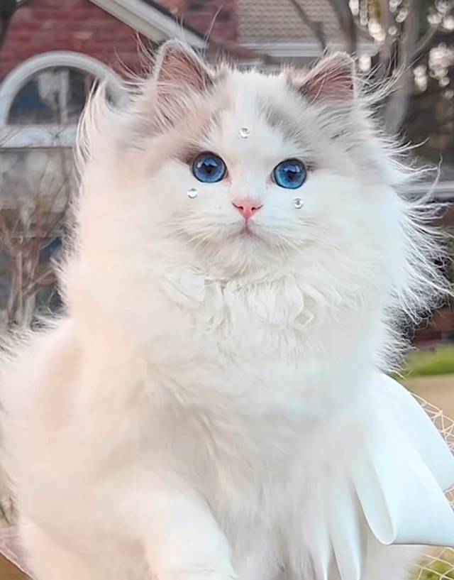 摆脱厨房炸弹称号