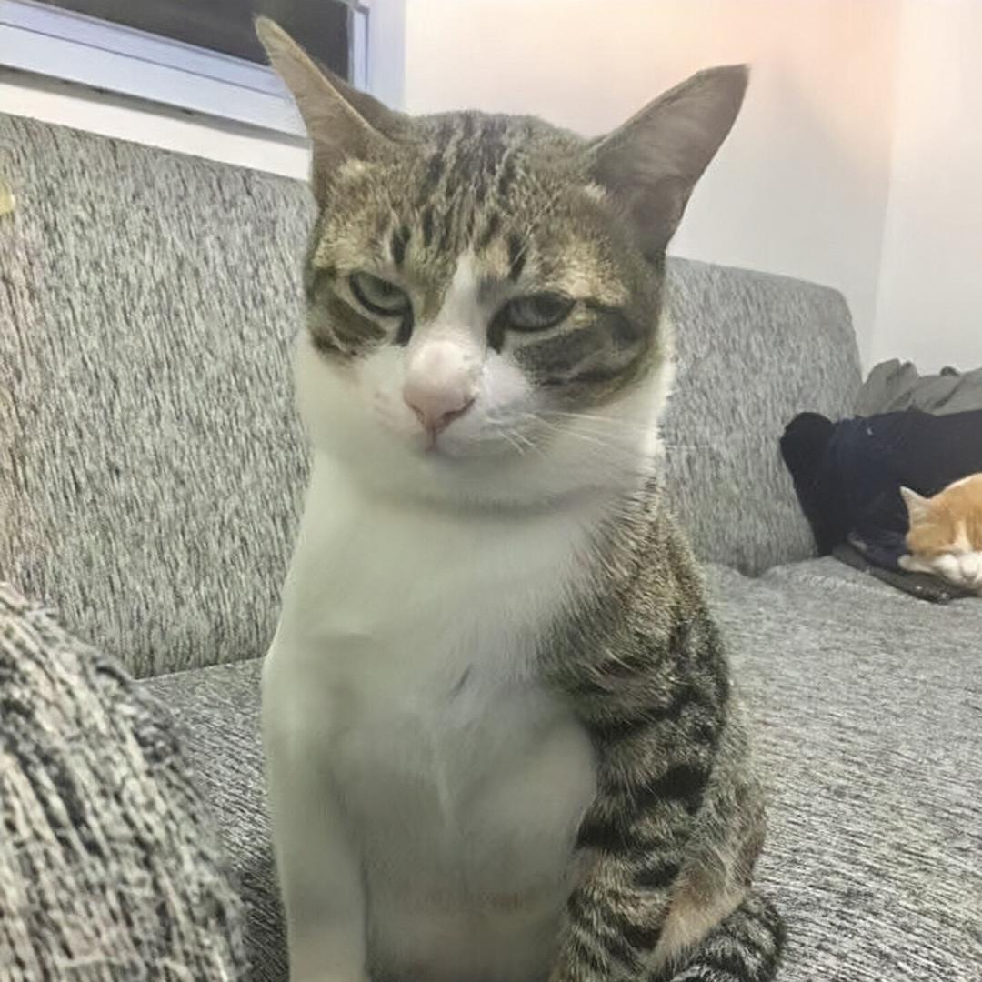 小小小完能