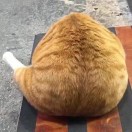 胡萝卜鸡腿猫