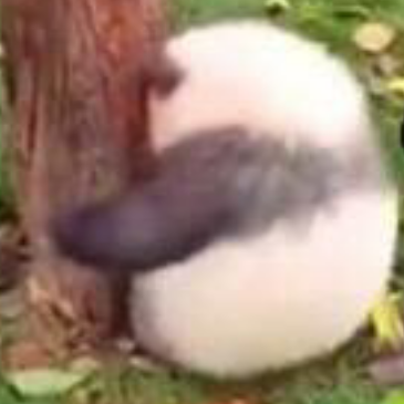 可爱本爱