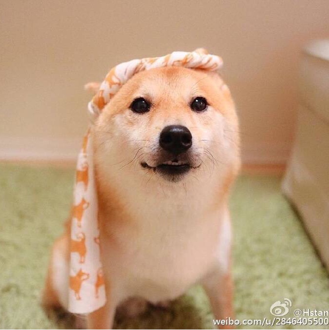 _毛毛桑不是个球