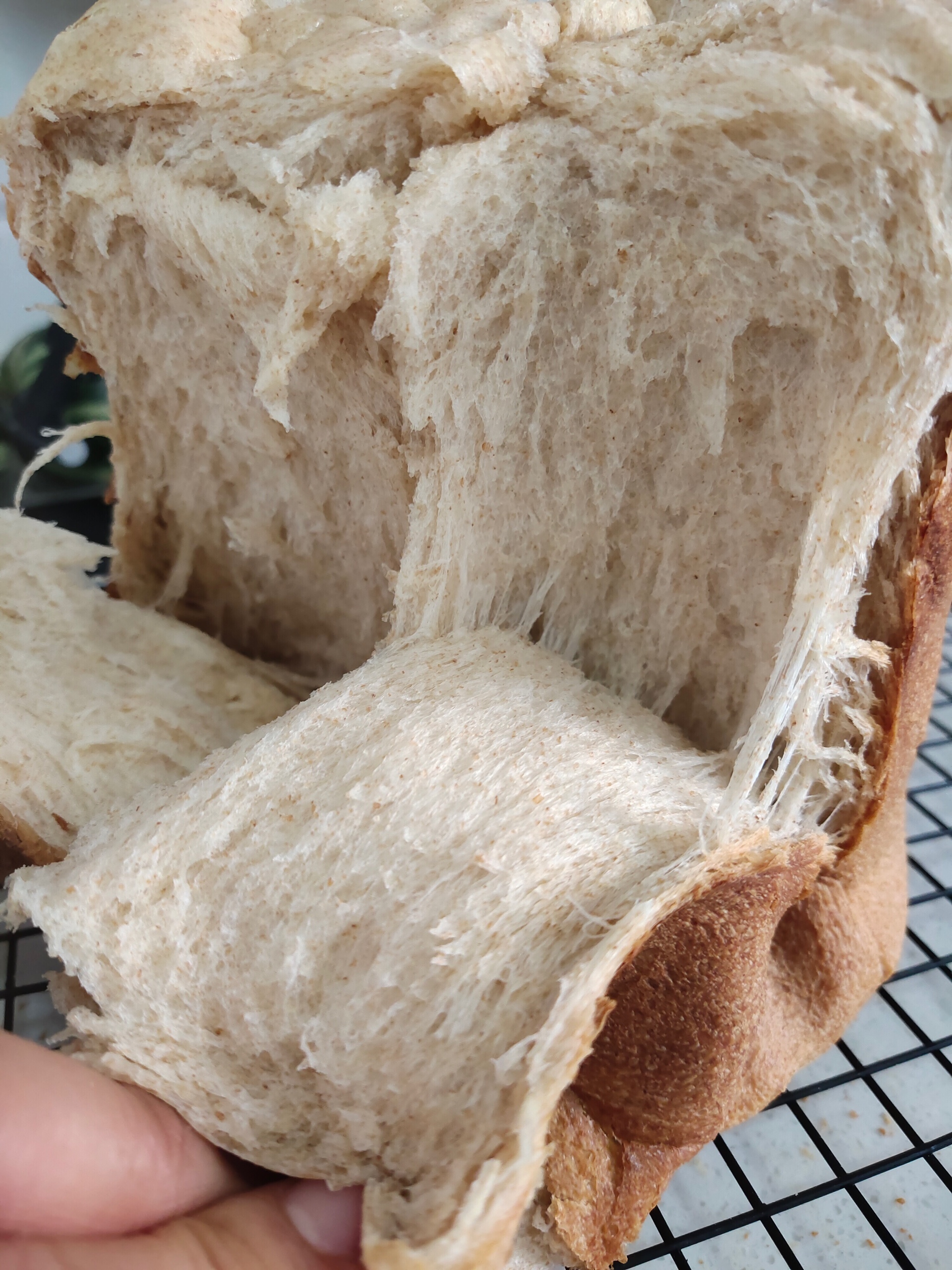 面包机全麦吐司面包（绝对拉丝）的做法