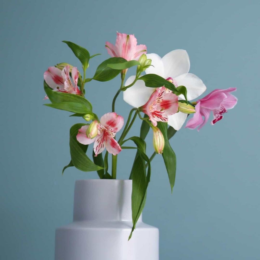 蒲公英_choi