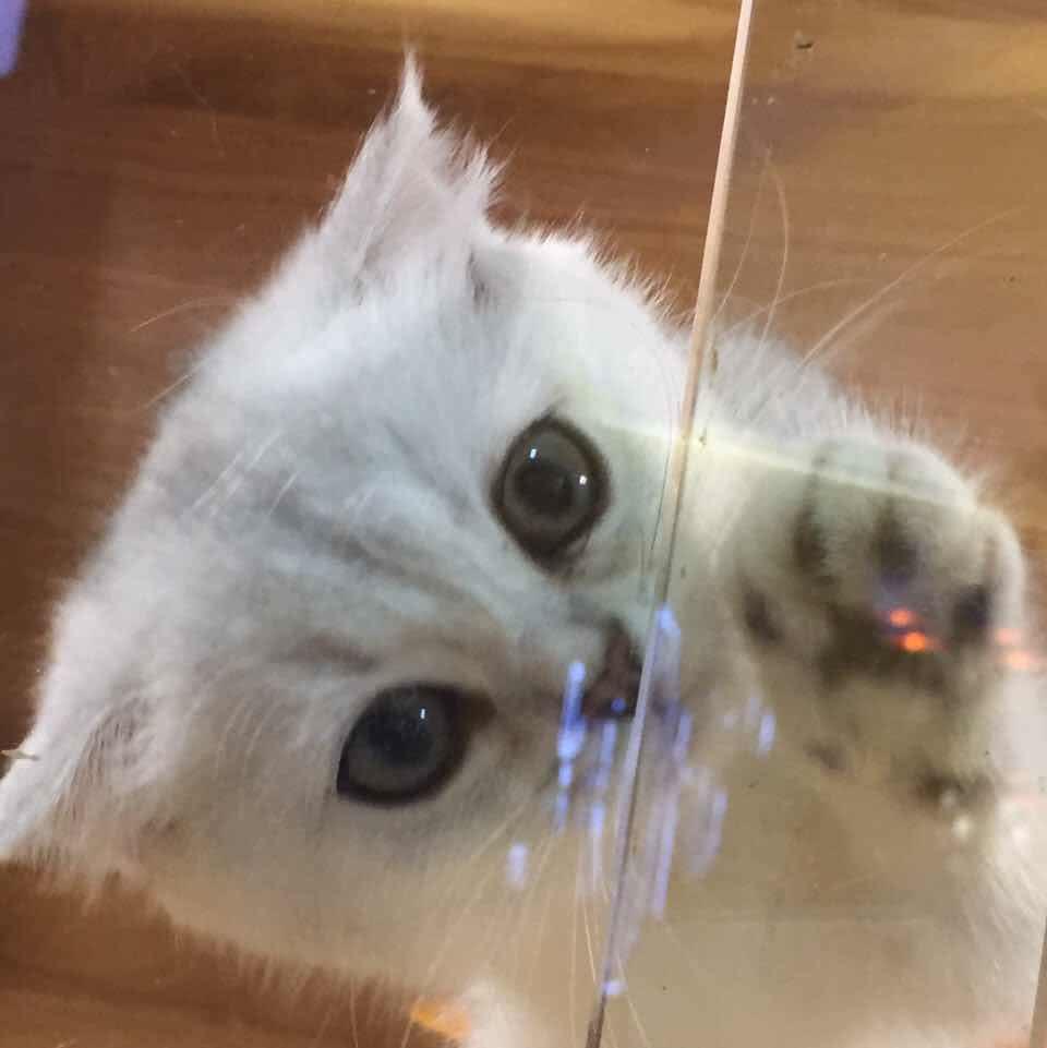 张君雅的张