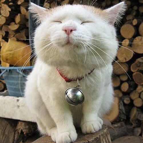不想做饭的大脸猫